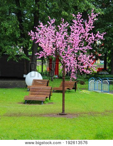 Beautiful pink sakura in the park outdoors