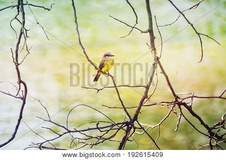 Great Kiskadee I see you, perched among the dry branches of a tree.