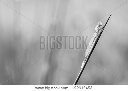 On a stick of a plant there is a goblet-marked damselfly whit dew on the wings