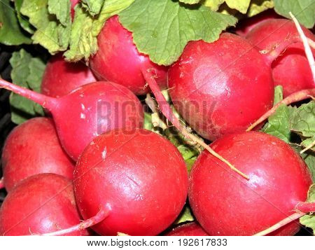 Radish in Markham Canada June 24 2017