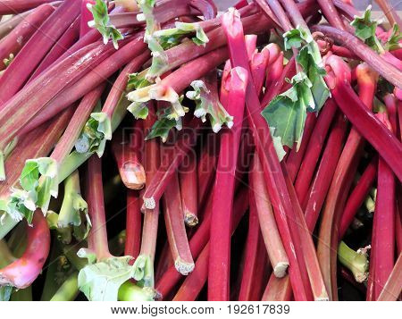 Rhubarb in Markham Canada June 24 2017