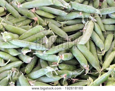 Snap peas in Markham Canada June 24 2017