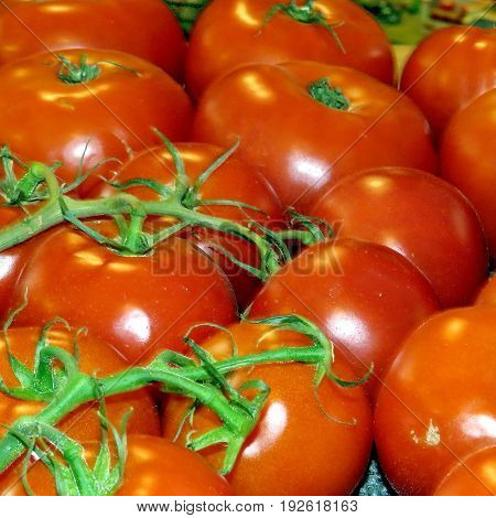 Tomatoes in Markham Canada June 24 2017