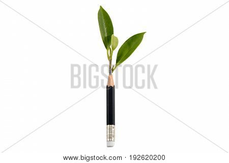 Destruction of trees to meet the needs of human resources such as cutting down trees to create pencils. The tree sprouts from the top of the pencil isolate pure white background