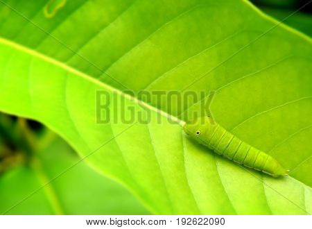 The Green Worm Of Common Jay Butterfly