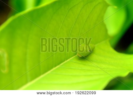 The Green Worm Of Common Jay Butterfly