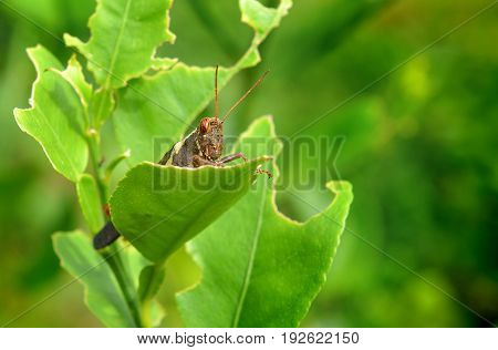 The Brown Grasshopper And Leaf