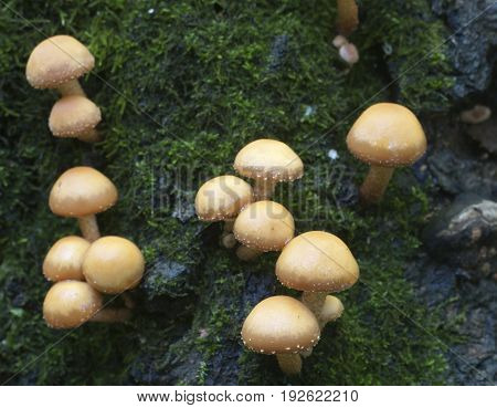Sheathed woodtuft on an old stump close up