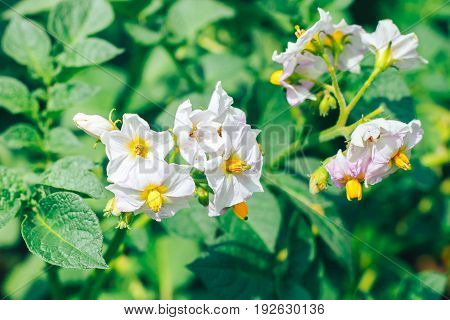 White flower of a potato and green leaves