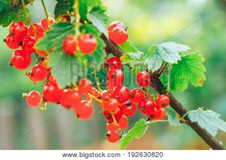 bush of red currant in a garden.