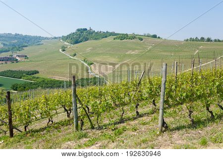 Landscape With Vineyards From Langhe,italian Agriculture