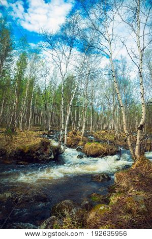 Spring landscape.Rough river spring in the woods