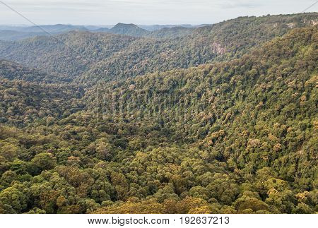 Gondwana rainforest in Tamborine National Park, Queensland, Australia