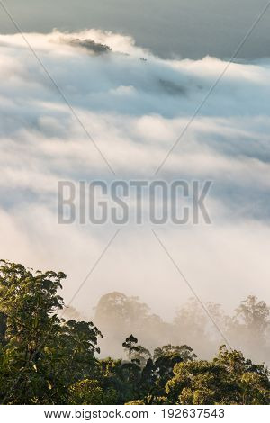 cloud inversion above Gondwana rainforests in Australia