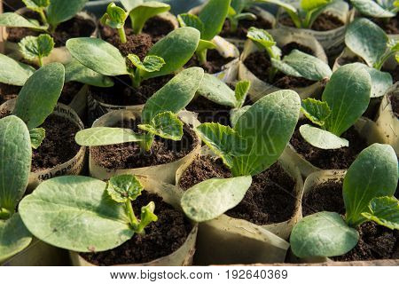 Close Up Of A Small Cucumber