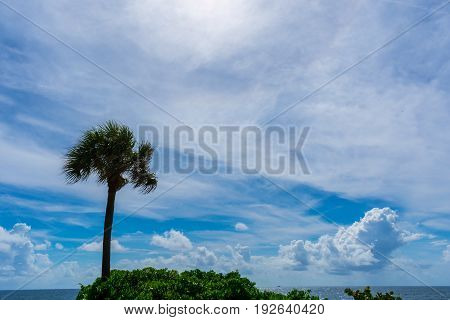 green leaves and a palm trees next to the oecean with blue sky and white clouds on a hot summer morning