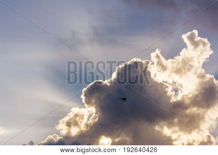 black bird flying across the blue sky with white clouds during a warm summer sunrise