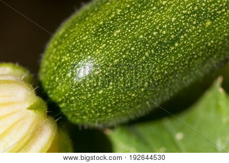 A close up of a young zucchini plant with the bloom still attached at the end in the sunshine.