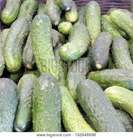Cucumbers in Markham Canada June 24 2017