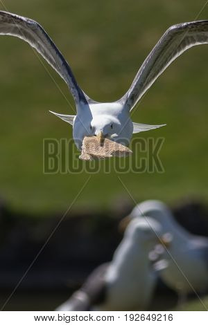 Seagull stealing food. Gull making a getaway with bread in its beak. Seaside bird adapting to its urban environment.