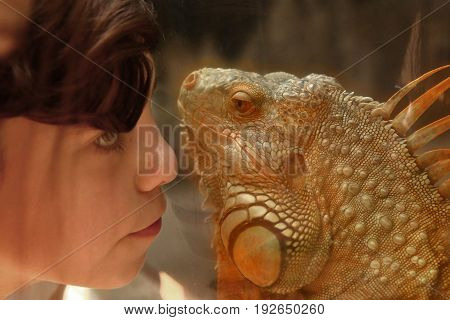 teen boy admire iguana lizard in zoo close up photo