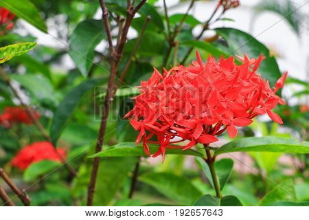 Ixora spike flower red with in nature ( Common Name Ixora coccinea Rubiaceae)