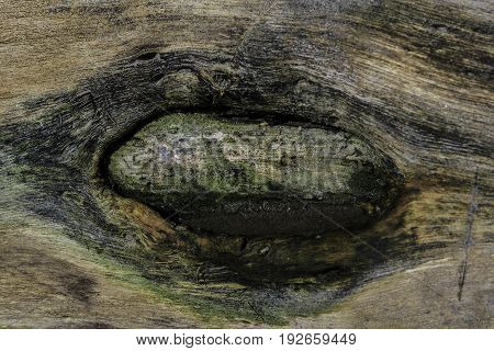 log photo that looks like an eye