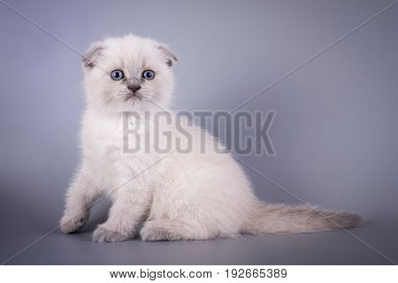 Scottish Fold Small Cute Kitten Blue Colorpoint White