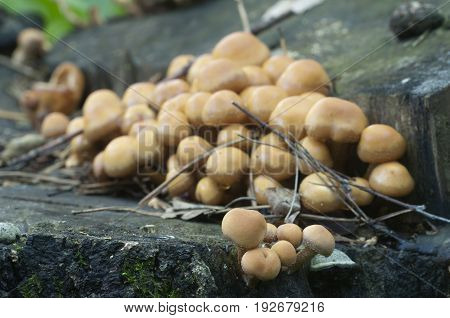 Sheathed woodtuft on an old stump close up