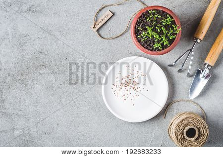 Sprouts In A Pot, Seeds And Garden Tools On A Gray Concrete Background