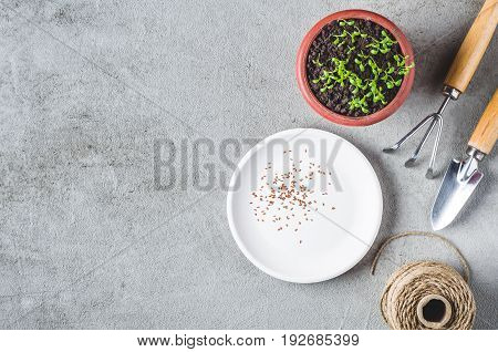 Sprouts In A Pot, Seeds And Garden Tools On A Gray Concrete Background