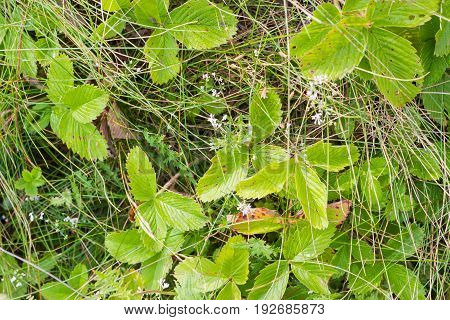 Background of a fragment of the glade covered with leaves of the woodland strawberry high grass and small flovers