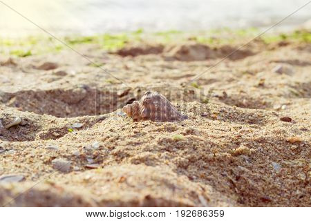 Sea shell on a sandy beach against the sea in the morning with shallow depth of field