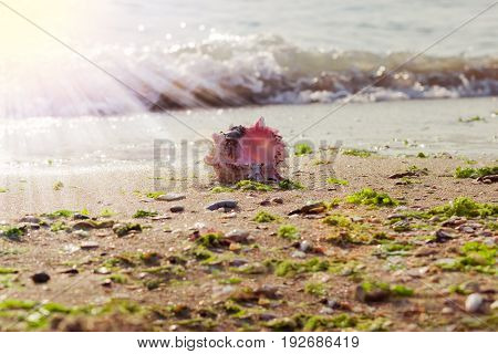Sea shell on the sandy beach on the seashore on the background of the sea in the morning with shallow depth of field