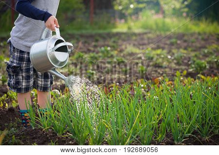 Cute little boy watering plants with watering can in the garden. Adorable little child helping parents to grow vegetables and having fun. Activities with children outdoors.