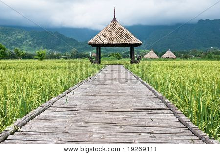 Campo di riso verde In Thailandia