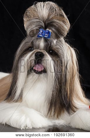 Portrait of a dog of the breed shitzu, a Chinese breed
