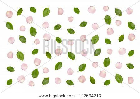 Rose petals, levas pattern on white background, top view. Pink rose petals. Fresh green leaves flat lay background. Romantic anniversary celebration card, backdrop. Flower petals on white.
