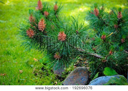 Cedar branch with cones in the garden. Pine tree garden. Care for evergreen garden plants. Landscaping in the garden. Garden evergreen trees