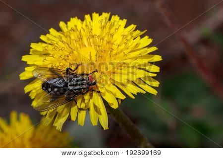 Housefly sitting on a beautiful dandelion flower. Beautiful in nature.