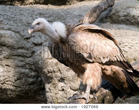 Fulvus Habizl sup