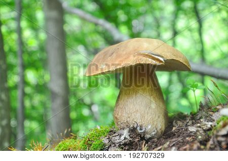 Boletus reticulatus or Boletus aestivalis, commonly known as the summer cep. Edible gourmet wild mushroom, Penny Bun bolete in the forest