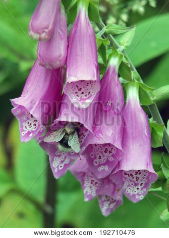 wild foxgloves in english countryside with bee pollinating the flowers