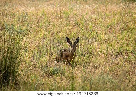 The bold and curious hare met with the photographer Biruchiy Island Ukraine