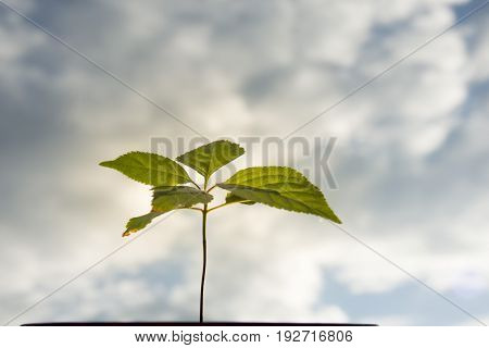 Small tree on cloudy sky background. Small green leave, thin stem, cloudy sky. Small bonsai in flowerpot.