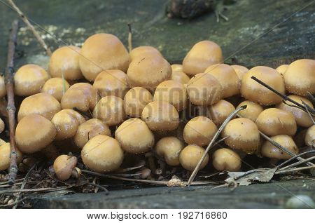 Sheathed woodtuft on an old stump close up