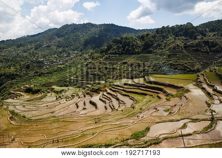 Maligcong rice terraces of the municipality in Mountain Province Philippines