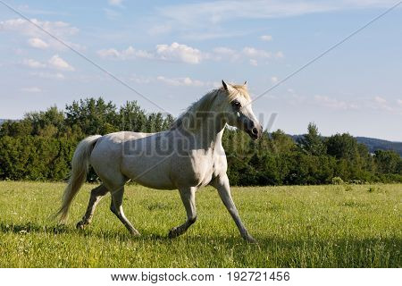 White Horse Running In Spring Pasture Meadow