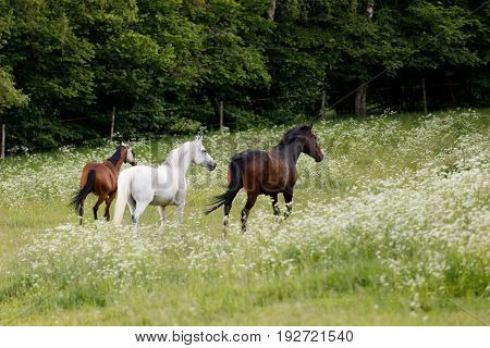 Horses Running In Spring Pasture Meadow
