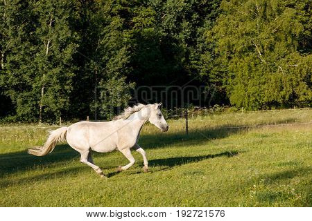 White Horse Running In Spring Pasture Meadow